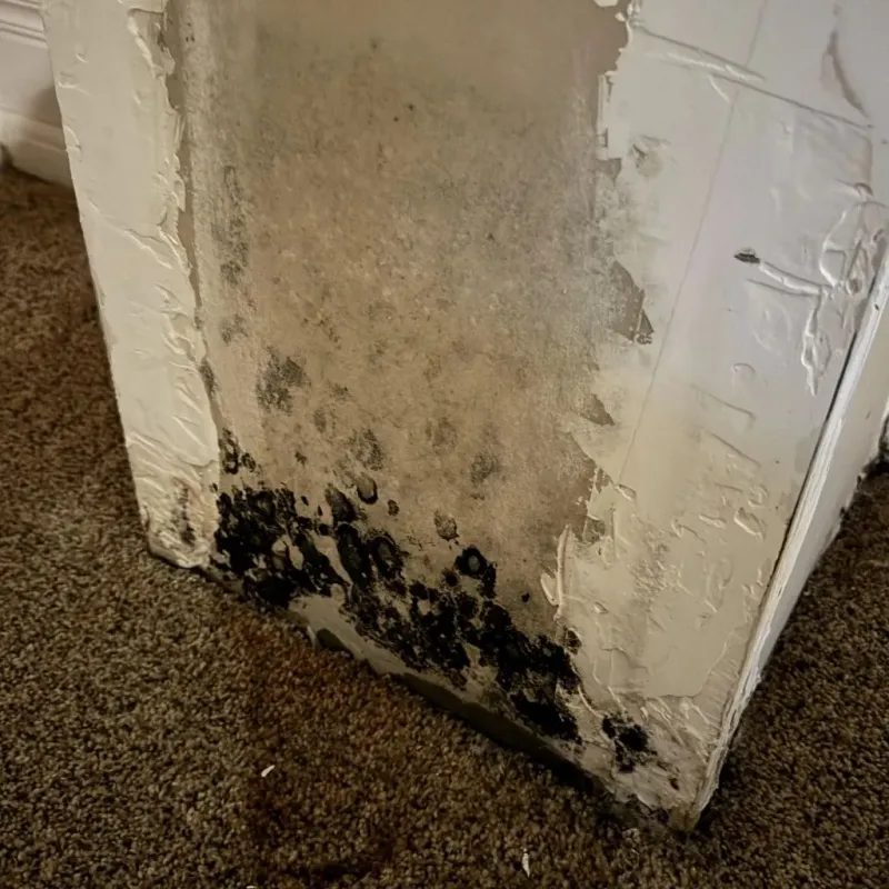 Professional Mold Removal in DeKalb County, IL
